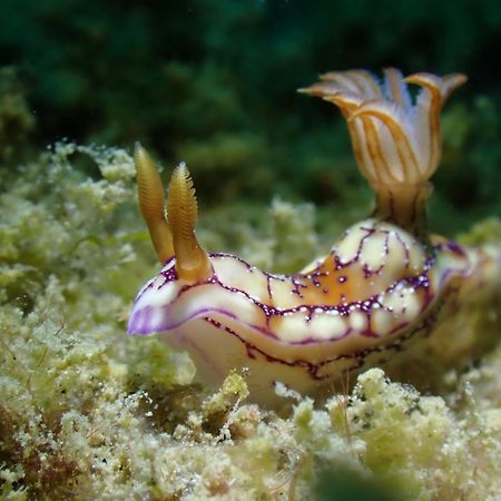 Amila Dive Beach Resort Sipalay Esterno foto