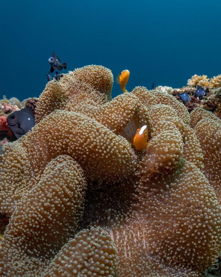 Amila Dive Beach Resort Sipalay Esterno foto