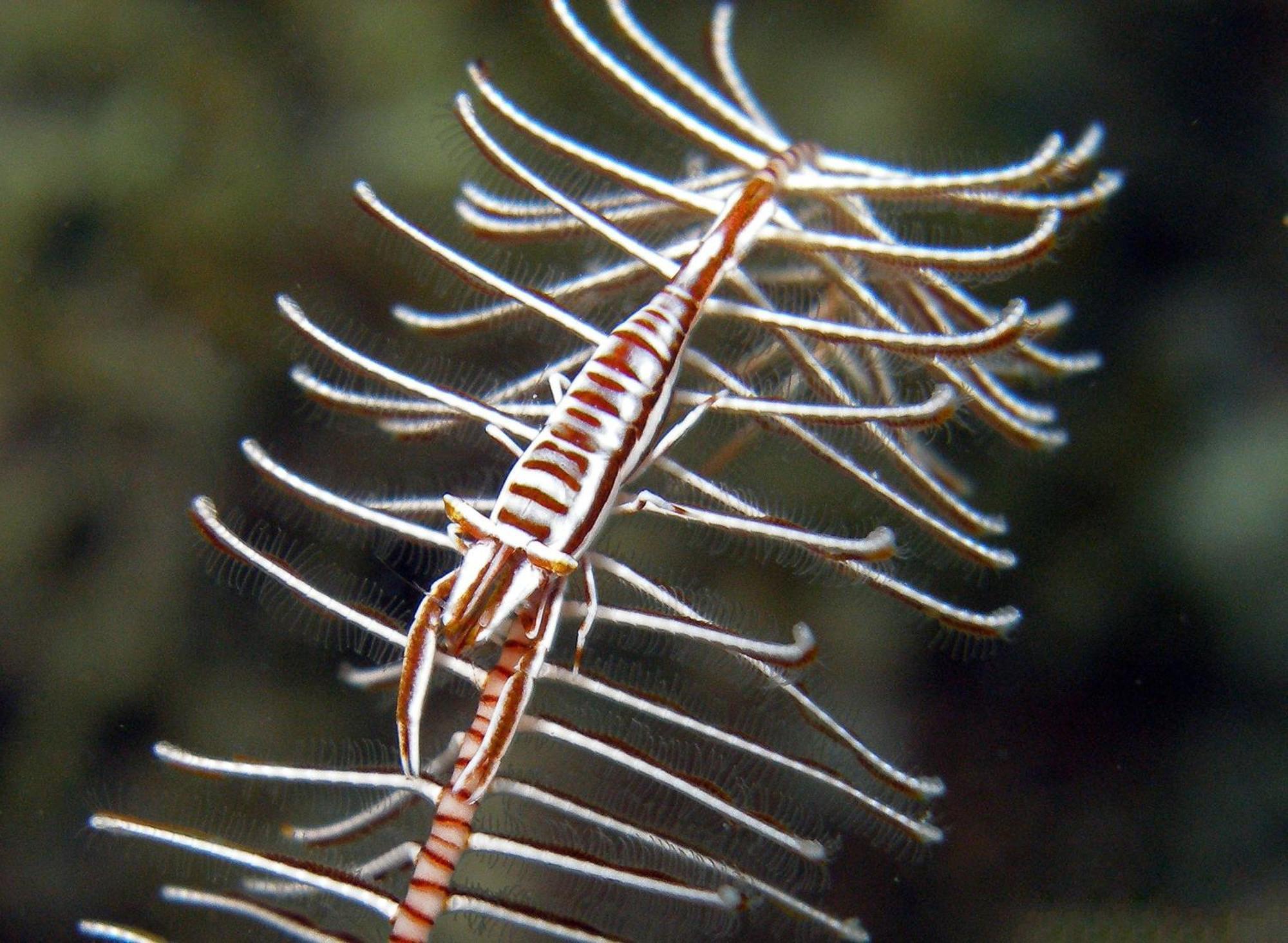 Amila Dive Beach Resort Sipalay Esterno foto